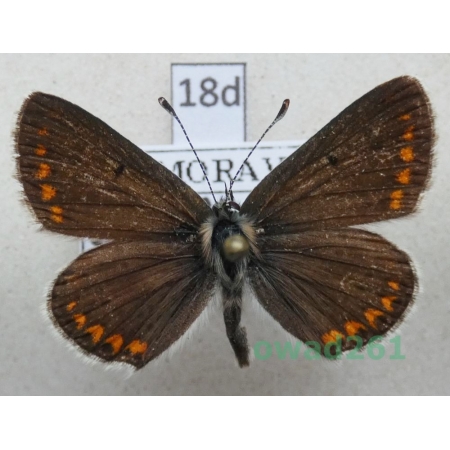 Aricia agestis (Denis & Schiffermüller, 1775) Czech18d